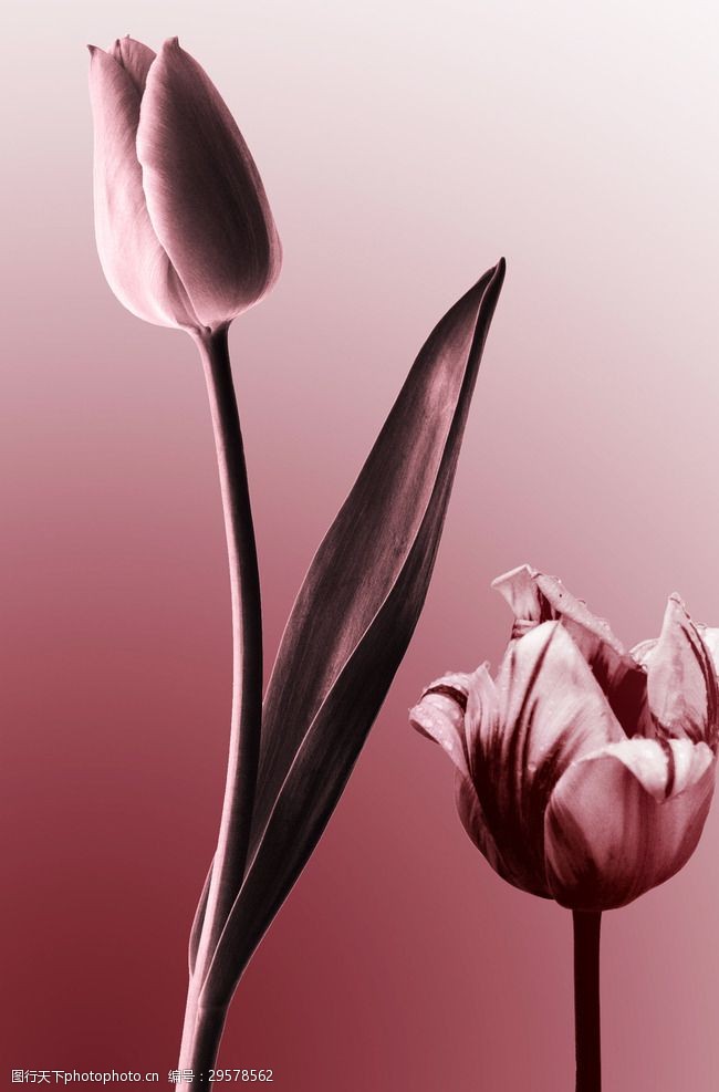 抽象油画画屏纯色花卉