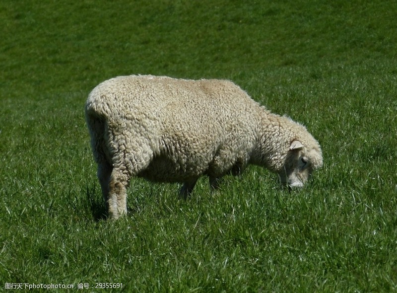 羊排骨羊