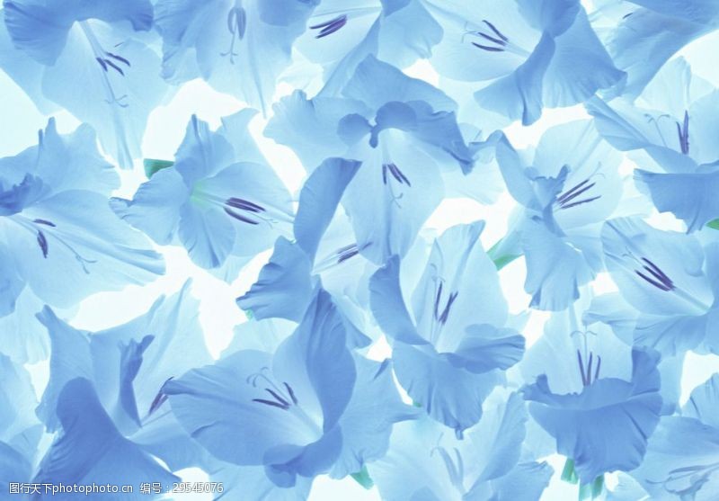 美丽花朵蓝色的鲜花