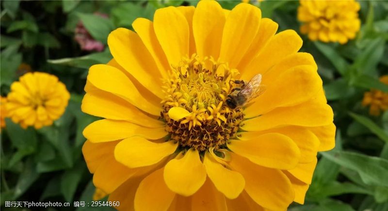 黄色花蕊百叶菊花与蜜蜂