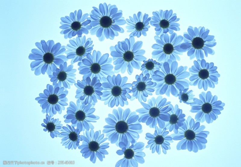 美丽花朵蓝色太阳花