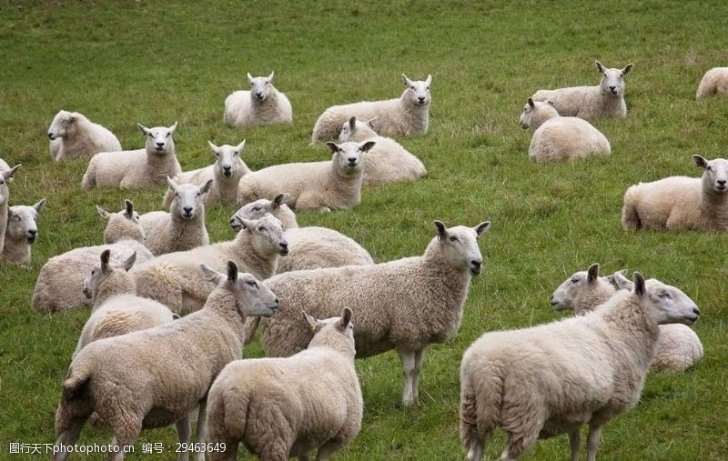 羊排骨羊群