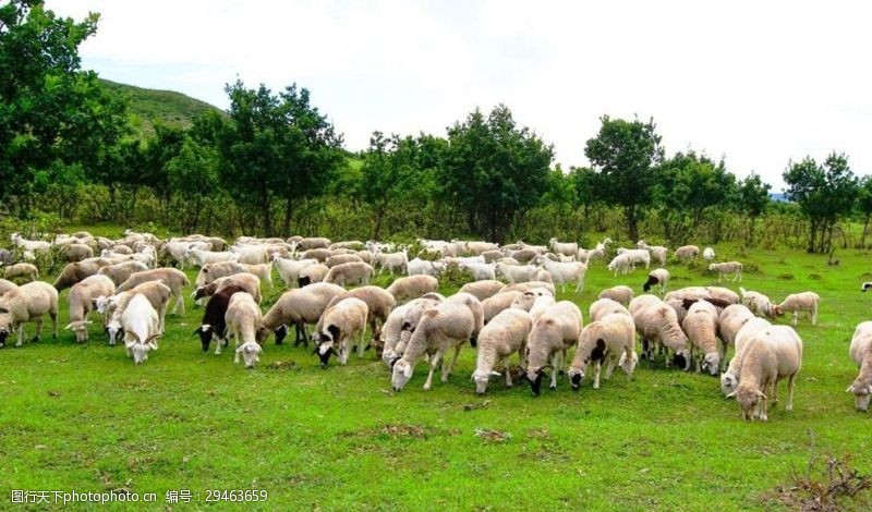 羊排骨羊群