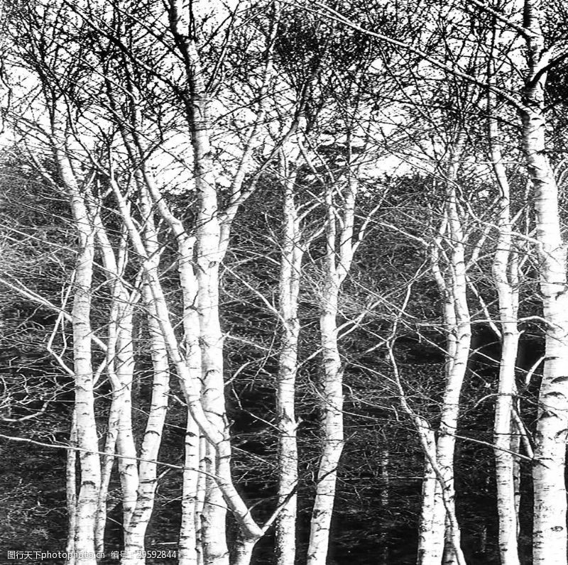 抽象油画画屏黑白树林