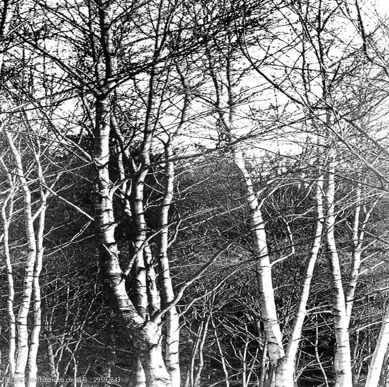 抽象油画画屏黑白树林