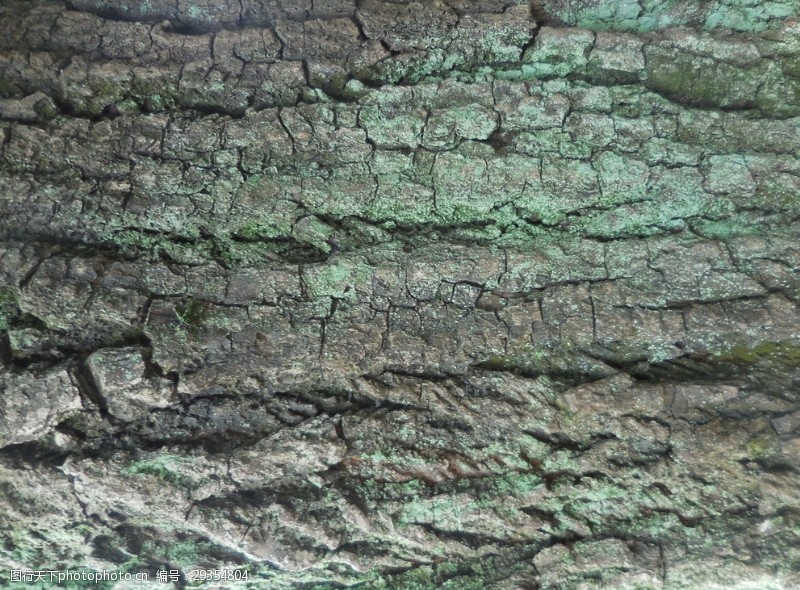 裂痕素材树皮