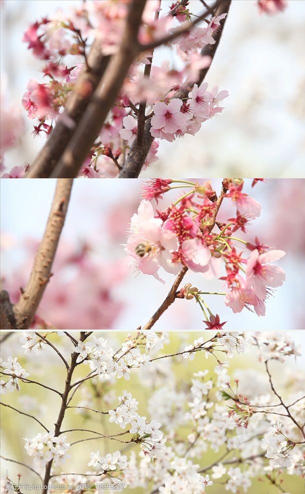 动态视频春天美丽樱花实拍视频