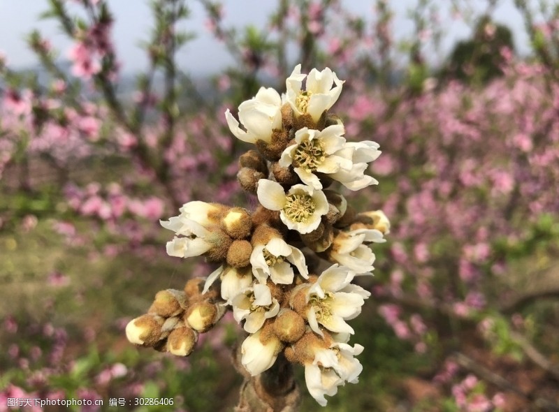 琵琶树春游赏花