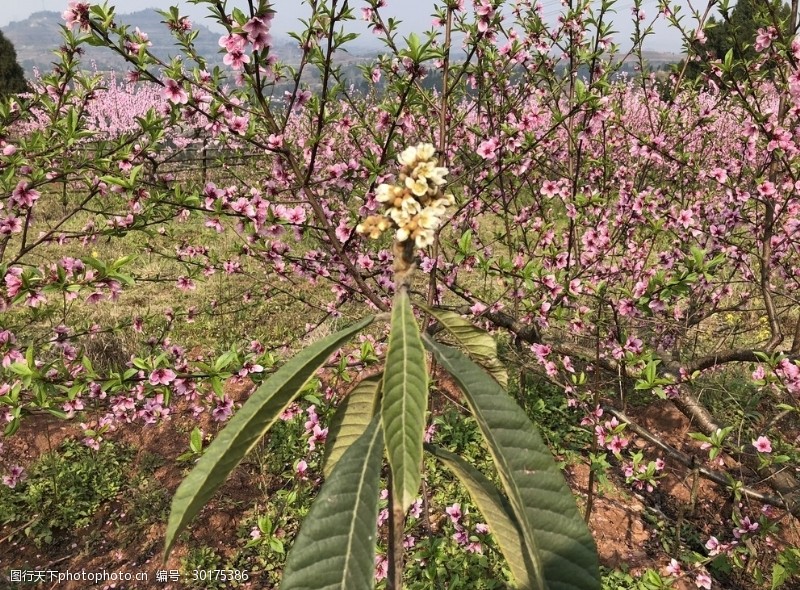 琵琶树花草树木