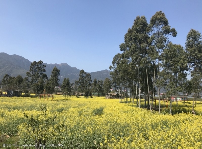 油菜花海报油菜花