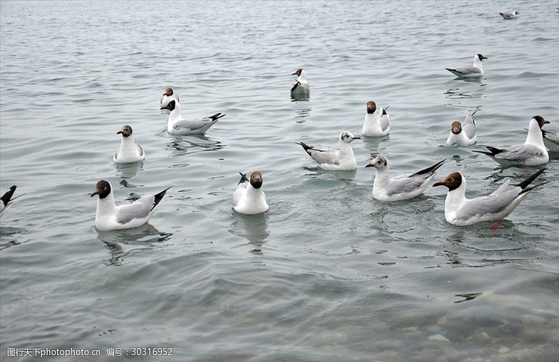 湿地保护区青海湖的鸟