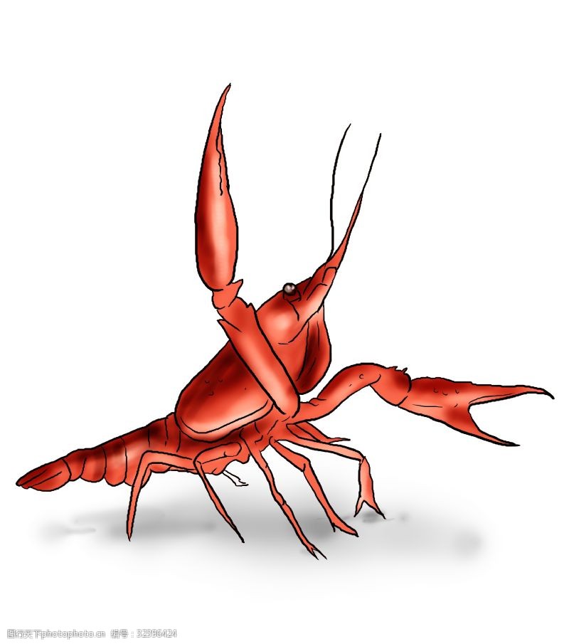 捕食手绘一只红色小龙虾