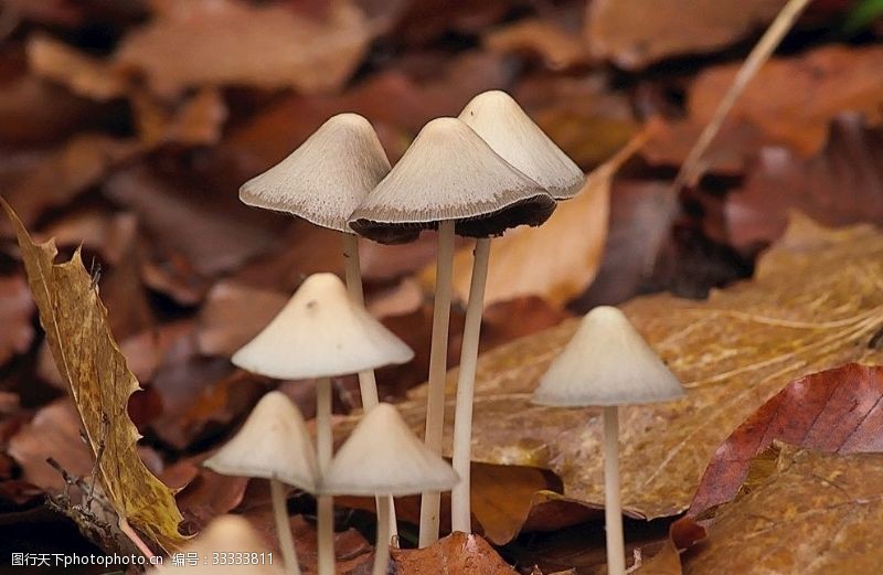 蘑菇小屋蘑菇