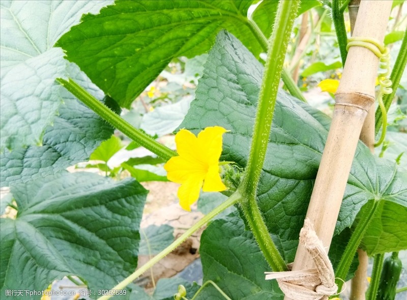 青瓜花图片免费下载 青瓜花素材 青瓜花模板 图行天下素材网