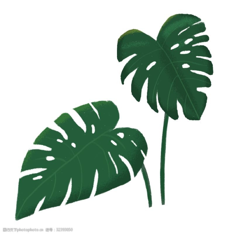 热带叶手绘绿色植物龟背竹