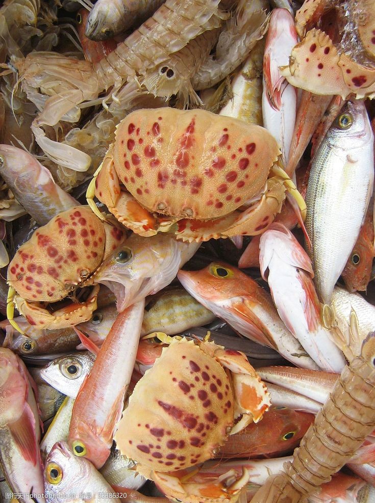 鲤鱼螃蟹皮皮虾