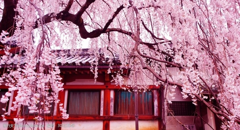 写真摄影樱花树
