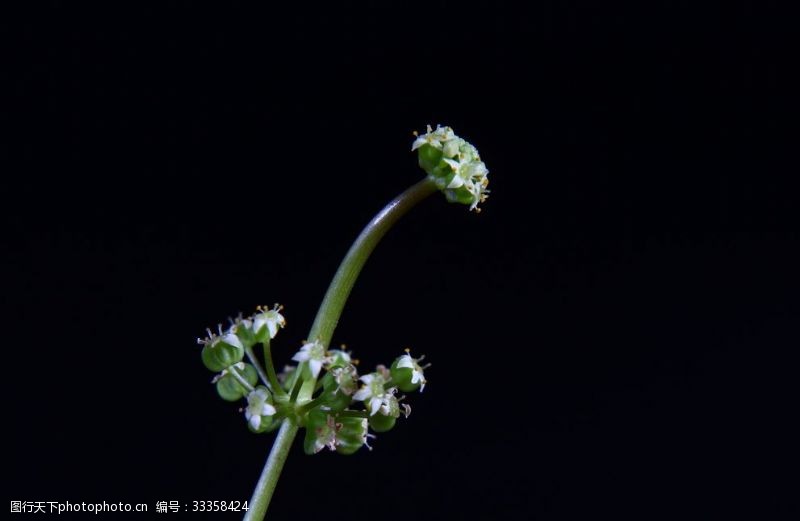 金钱铜钱草开花