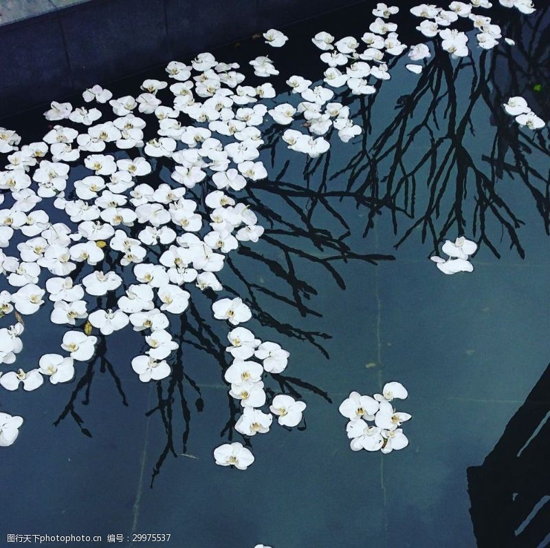 水面上的花图片免费下载 水面上的花素材 水面上的花模板 图行天下素材网