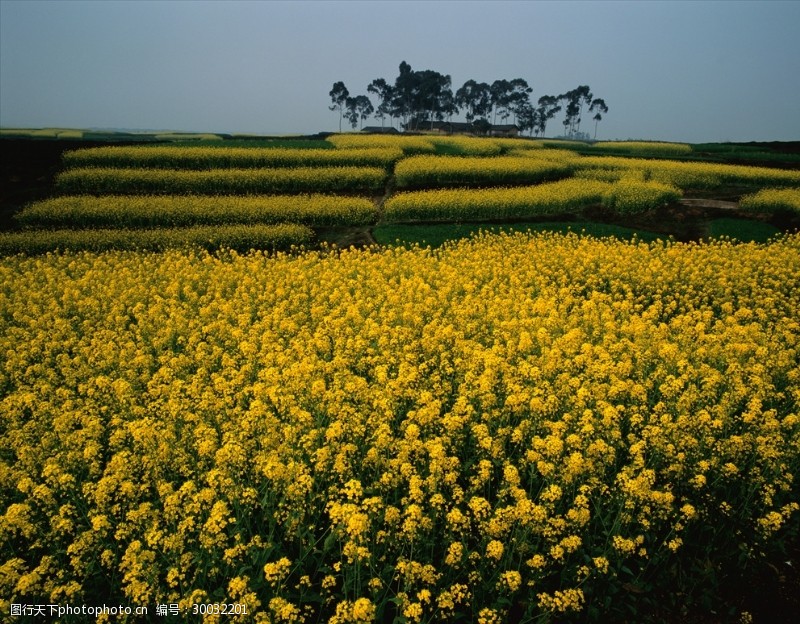 油菜花海报油菜田