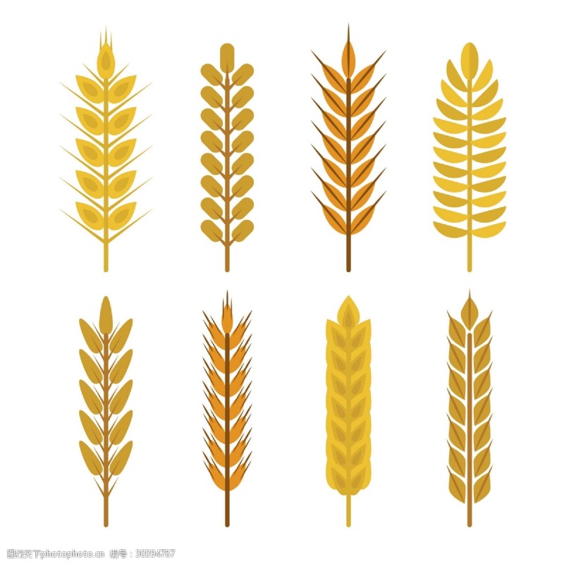 手绘食物8款金色小麦合集矢量图