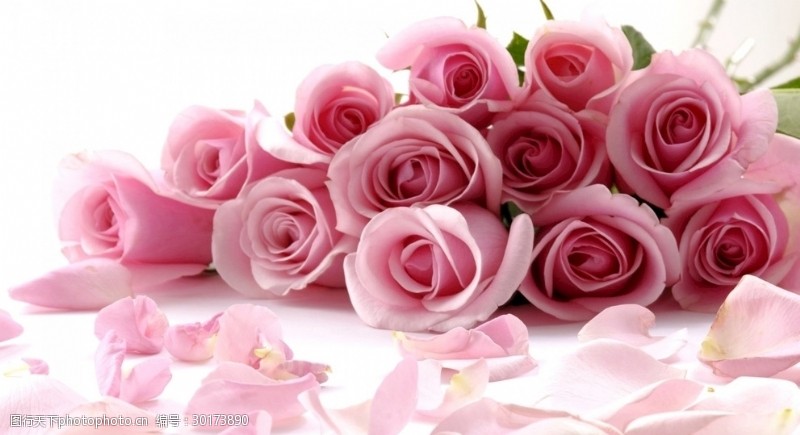 粉色玫瑰花束玫瑰