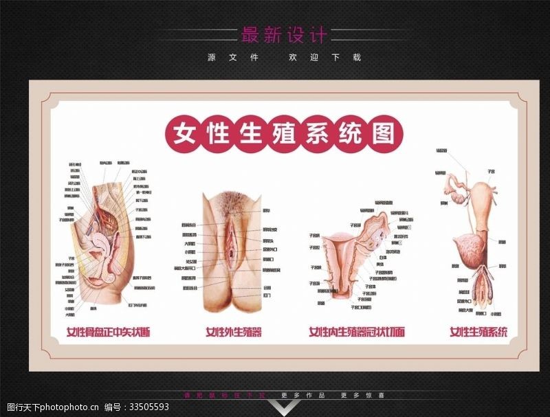 生殖器解剖图女性生殖系统图