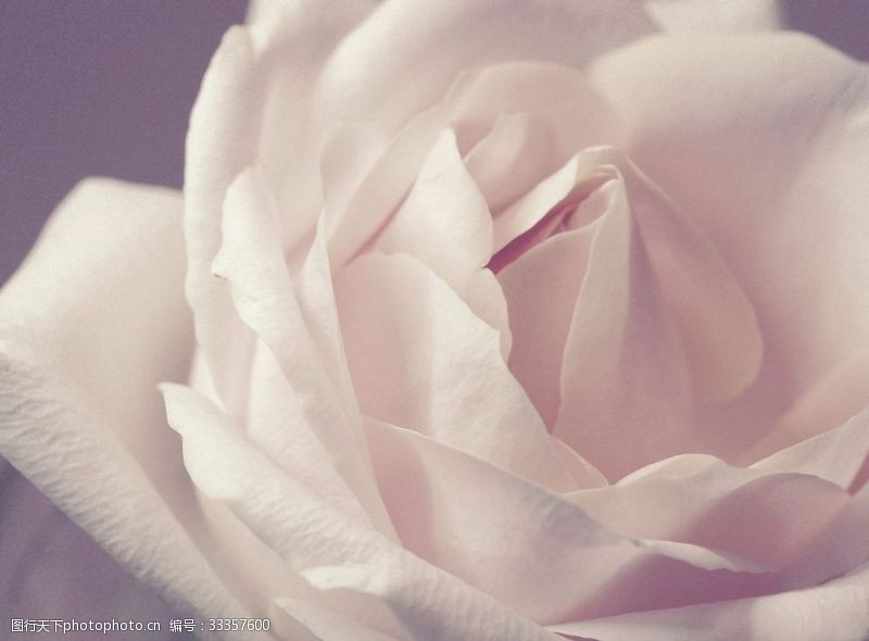 衣香丽影白色玫瑰