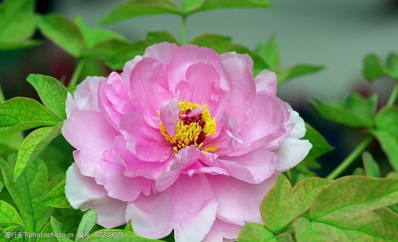 粉色玫瑰花束荷花