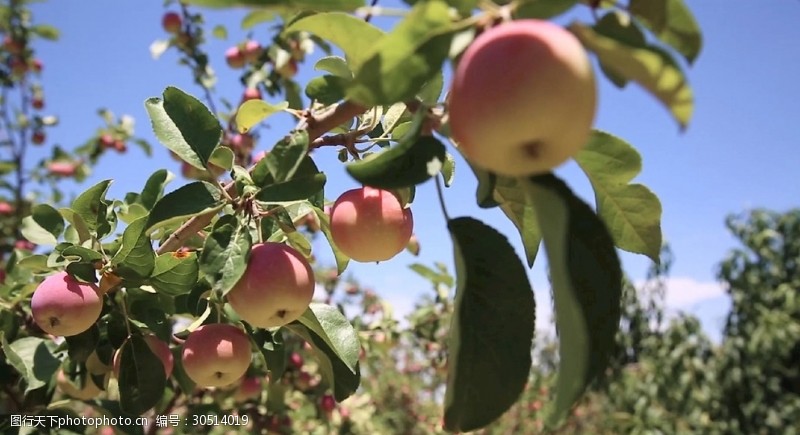 高清视频实拍素材高清实拍树上的苹果