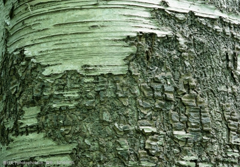 多彩的树木树皮的底纹