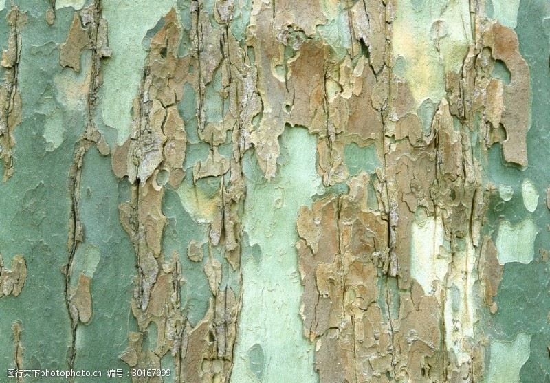 多彩的树木树皮的底纹