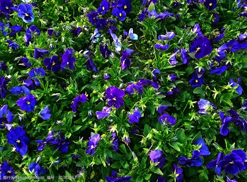 蓝紫花图片免费下载 蓝紫花素材 蓝紫花模板 图行天下素材网 蓝紫花图片免费下载 蓝紫花素材 蓝紫花模板 图行天下素材网