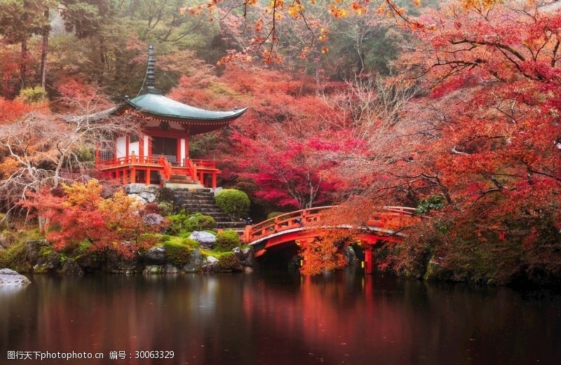 日本日本枫树园林