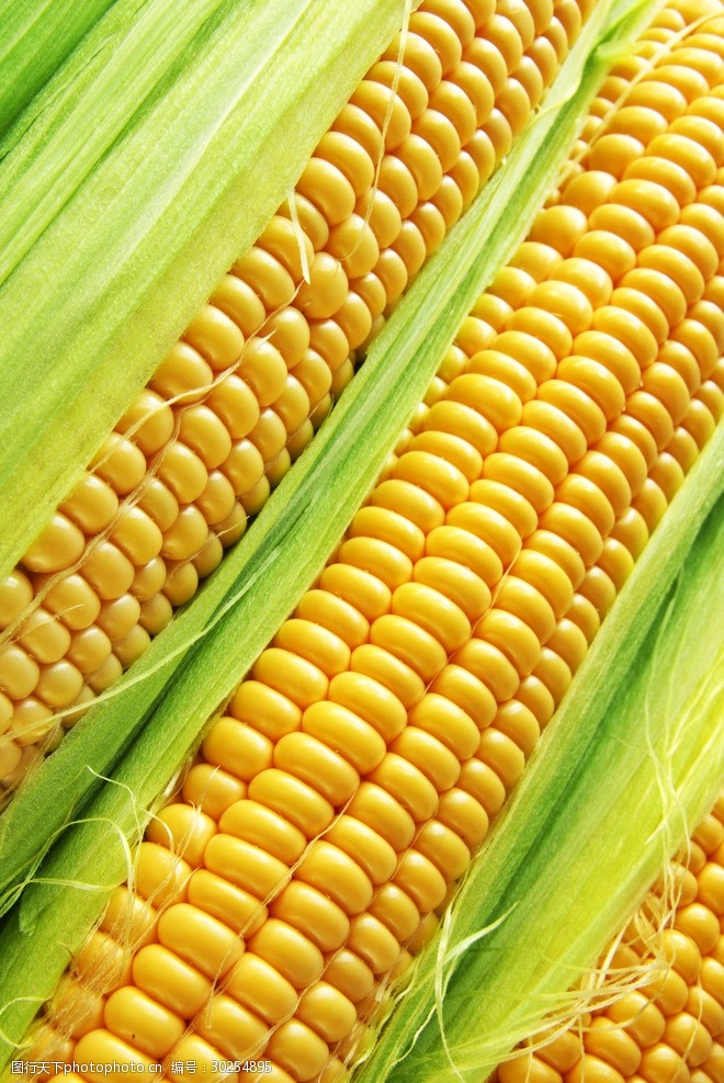 金黄玉米玉米