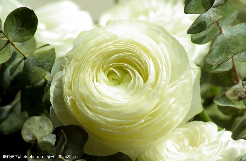 美丽迷人白色花毛茛