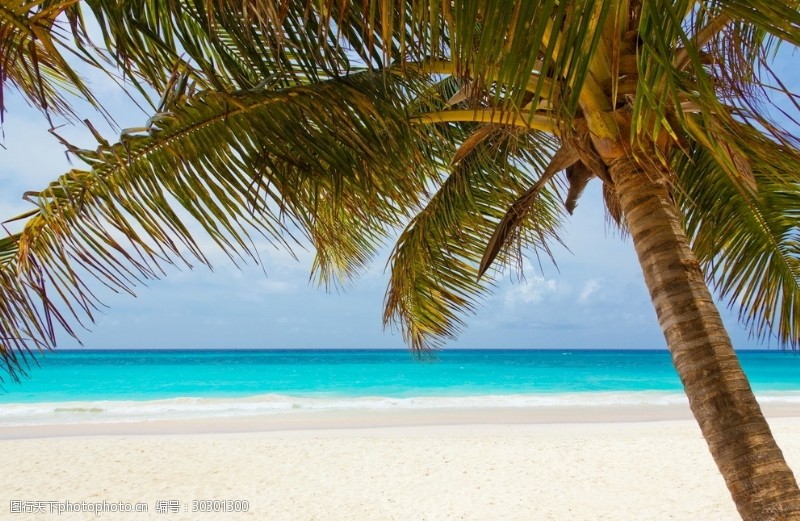 水加热海滩海洋椰子