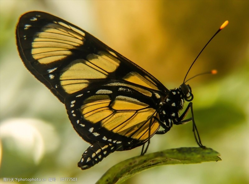自然百科动物蝴蝶