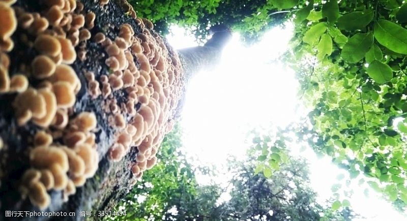 雨林雨后蘑菇