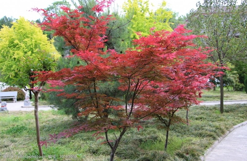 日本日本枫树日本红枫