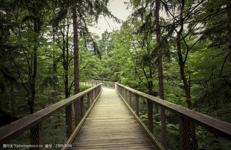 生态家园木桥