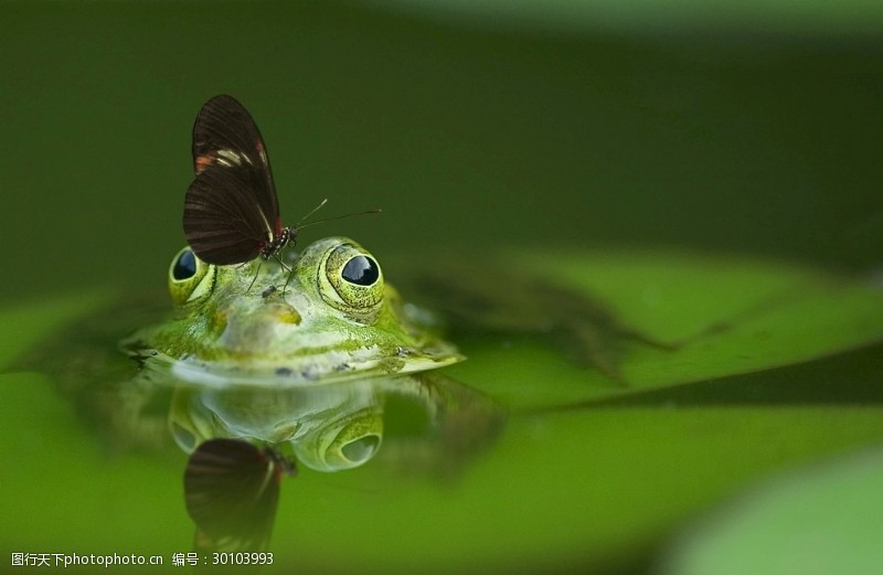 眼睛蝴蝶青蛙