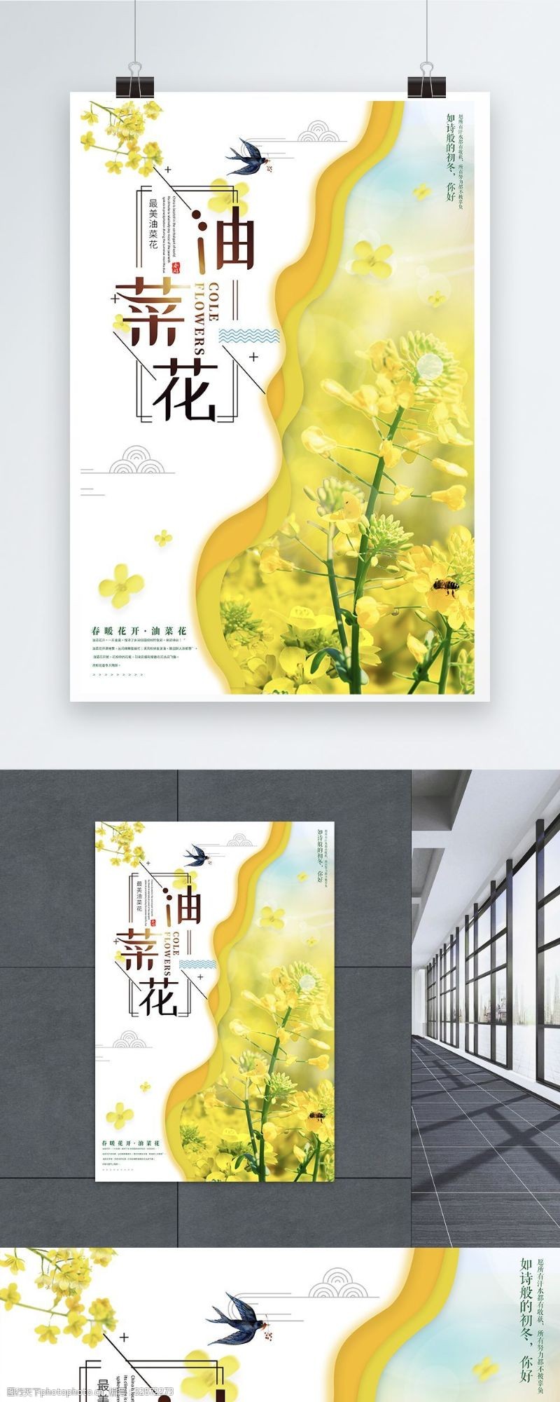 春天促销海报简洁油菜花旅游海报图片