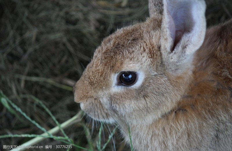 自然百科动物兔子