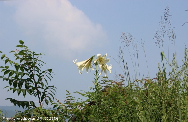 野生百合花