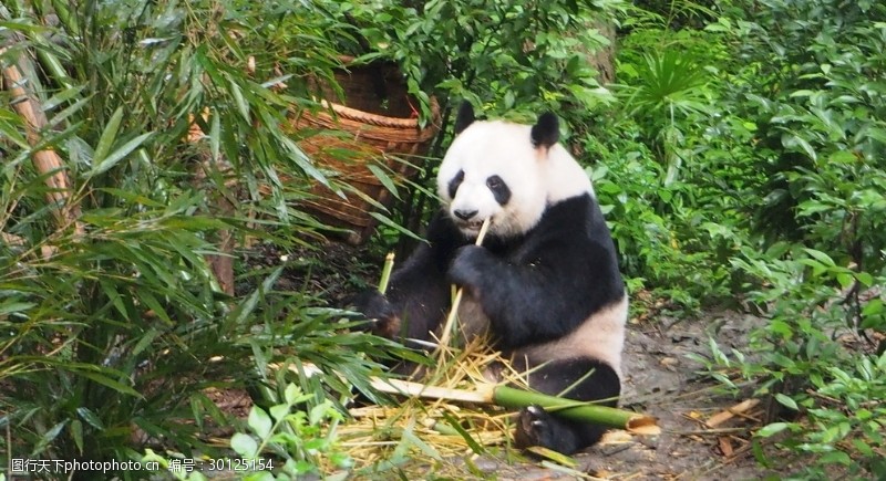 大熊猫基地熊猫