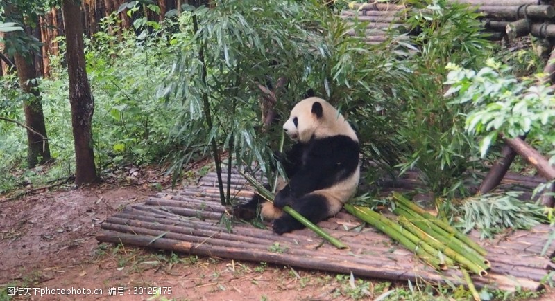 大熊猫基地熊猫