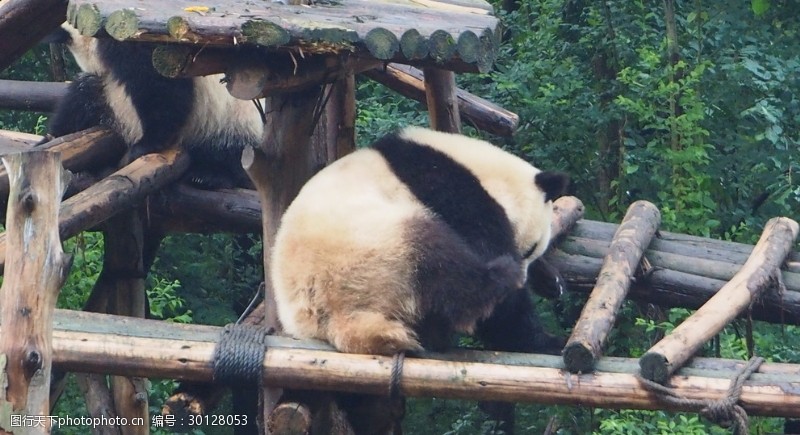幼年大熊猫熊猫