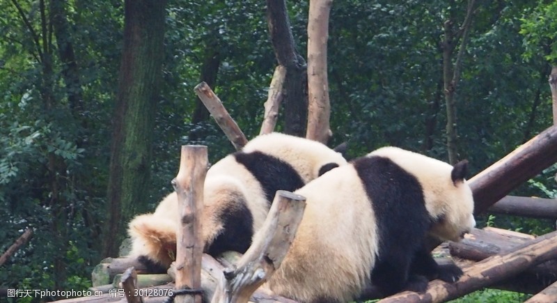 幼年大熊猫熊猫