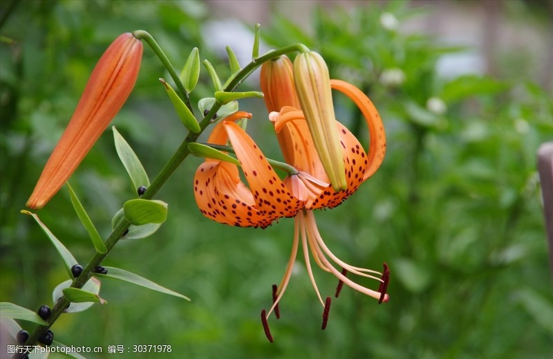 野生百合花野百合